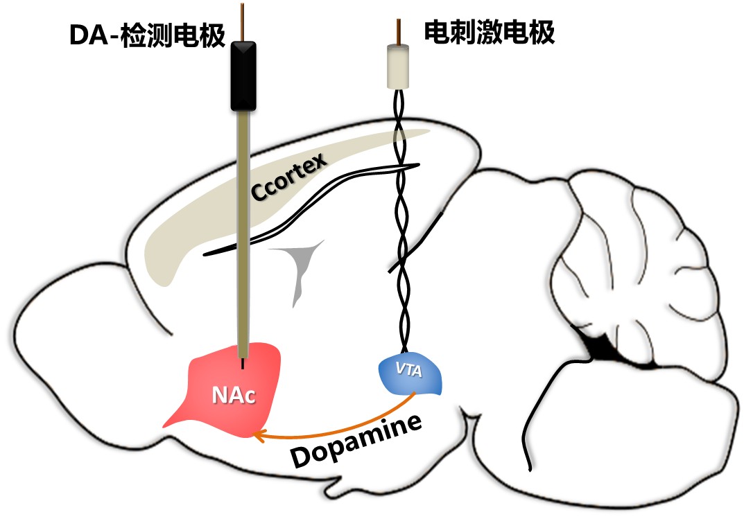 麻醉/清醒动物电刺激DA释放实时检测
