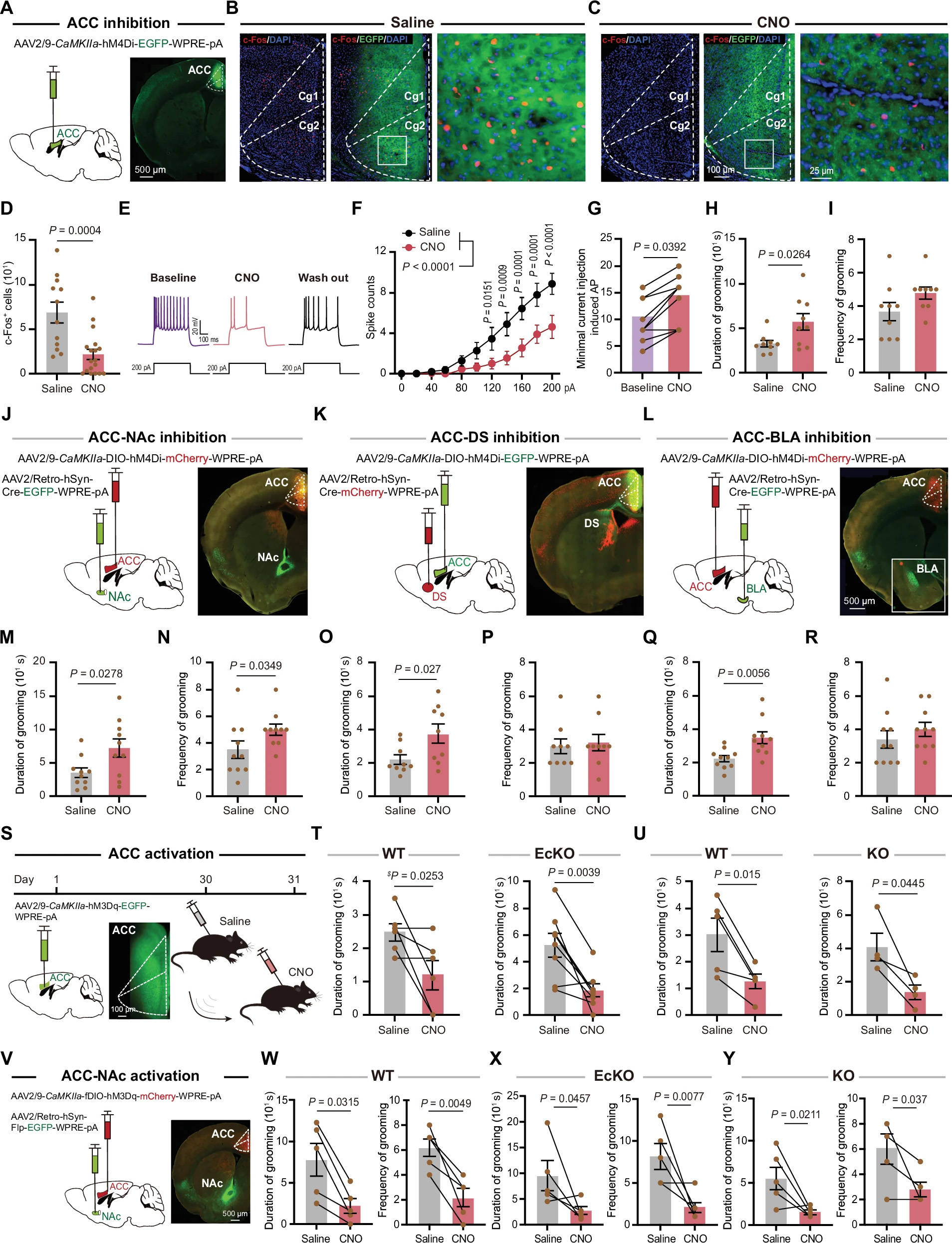 41380_2025_3141_Fig5_HTML 拷贝.jpg