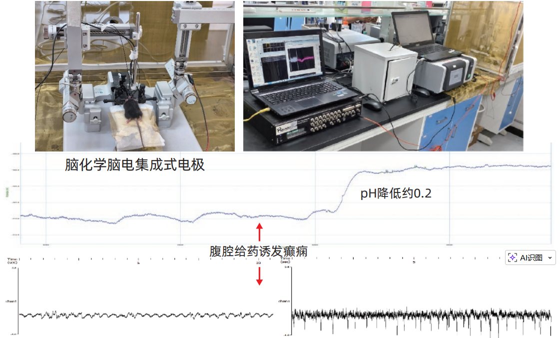 脑化学信号与脑电信号同步分析