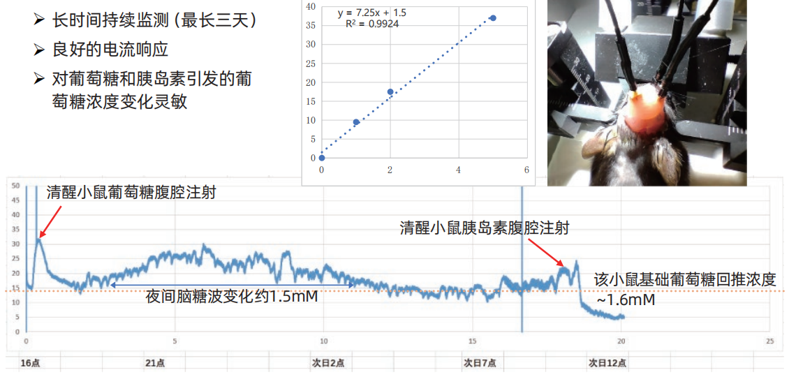 胰岛素注射调节脑糖清醒动物实验